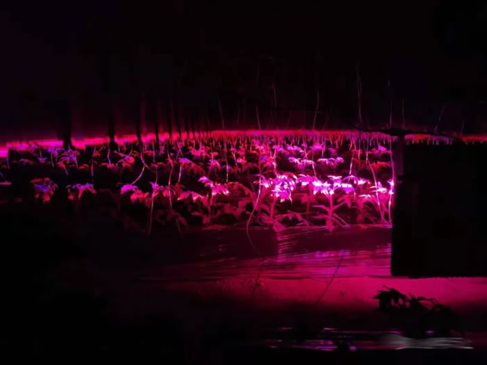 激光补光灯夜晚工作图 激光补光灯夜晚工作图