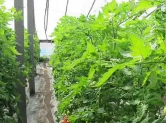 5fe29693189d8.jpg 01.jpg