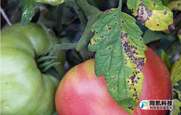 5fedc8032a001.jpg 01.jpg