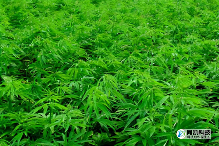 5ff514496f477.jpg 01.jpg