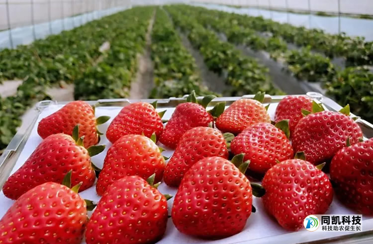 åå¾è¶å¸å®åçèè