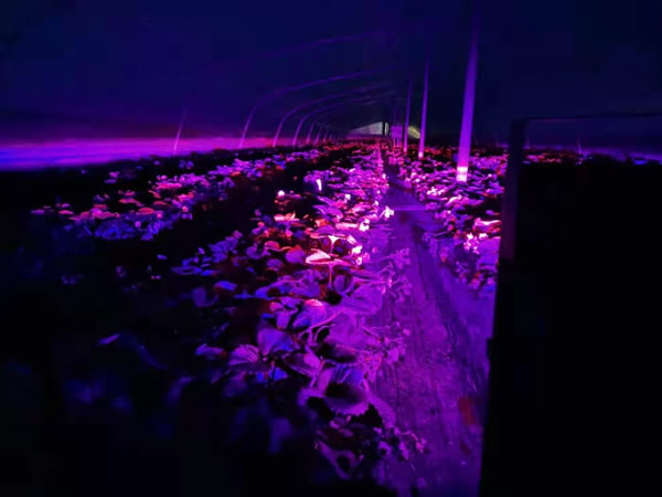 西安市长安区210国道草莓大棚安装激光补光灯现场