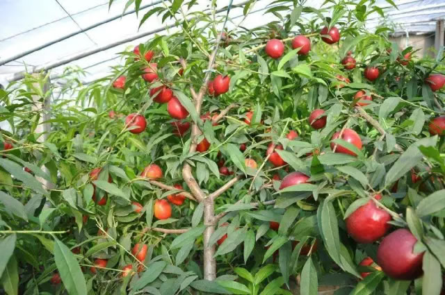 60057fb875696.jpg 01.jpg