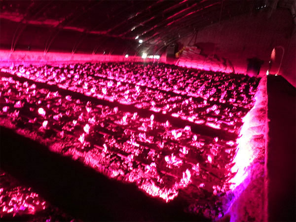 植物补光误区都有哪些?