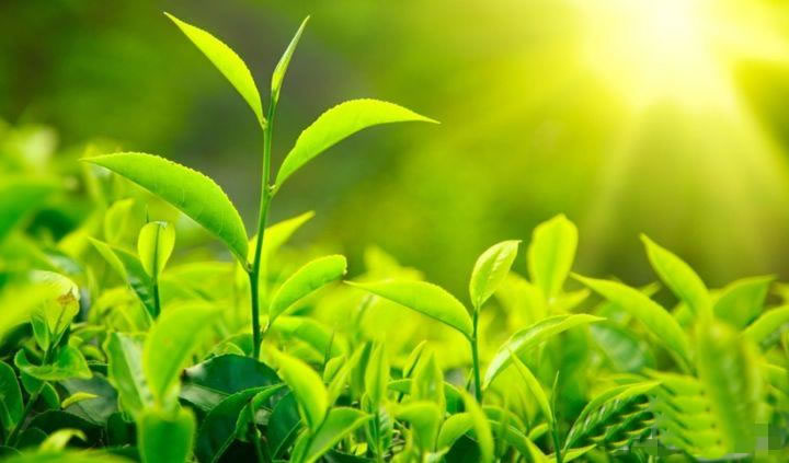 什么样的灯适合给植物补光用，看了你就不会上当