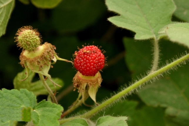 第三代水果需要植物补光灯吗?