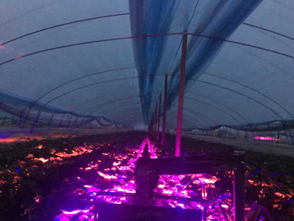 激光植物灯仿太阳有用吗？