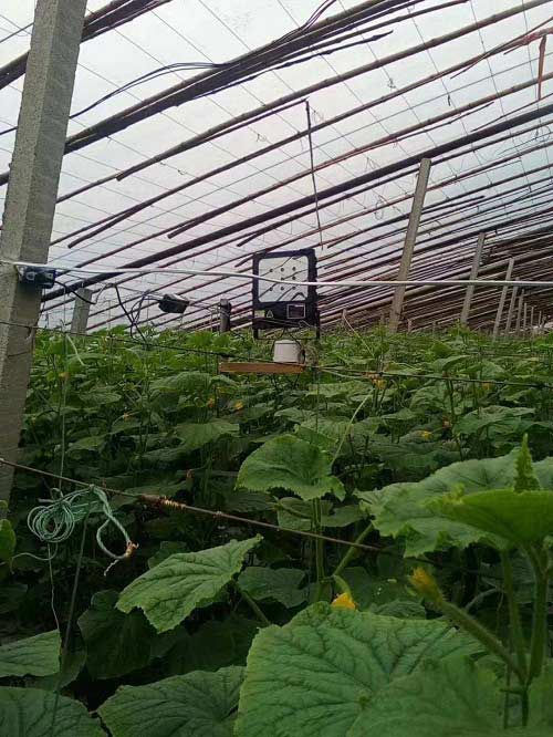 植物激光补光灯在育苗西瓜、黄瓜、丝瓜、香瓜的光照要求