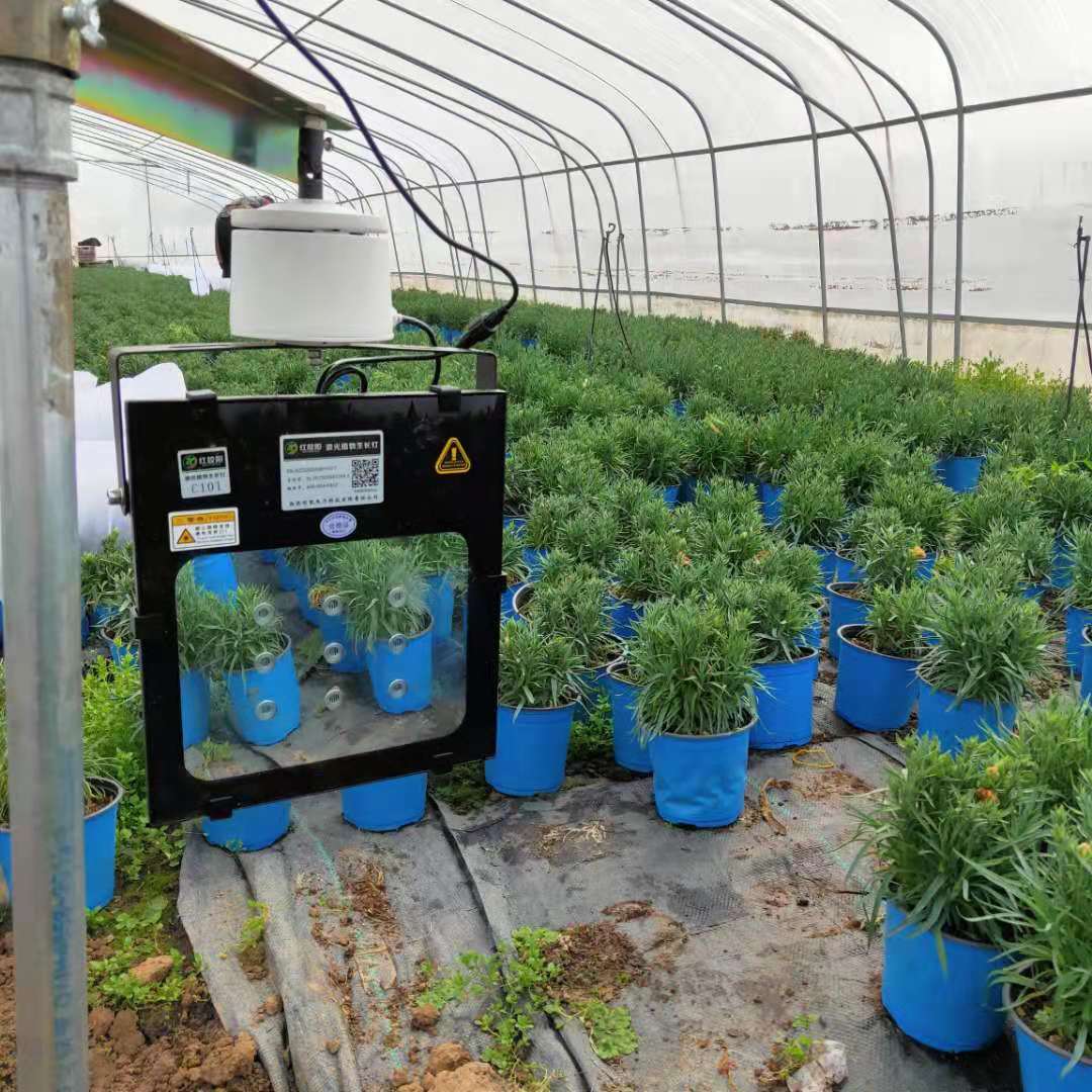 康乃馨应该选什么补光灯呢？