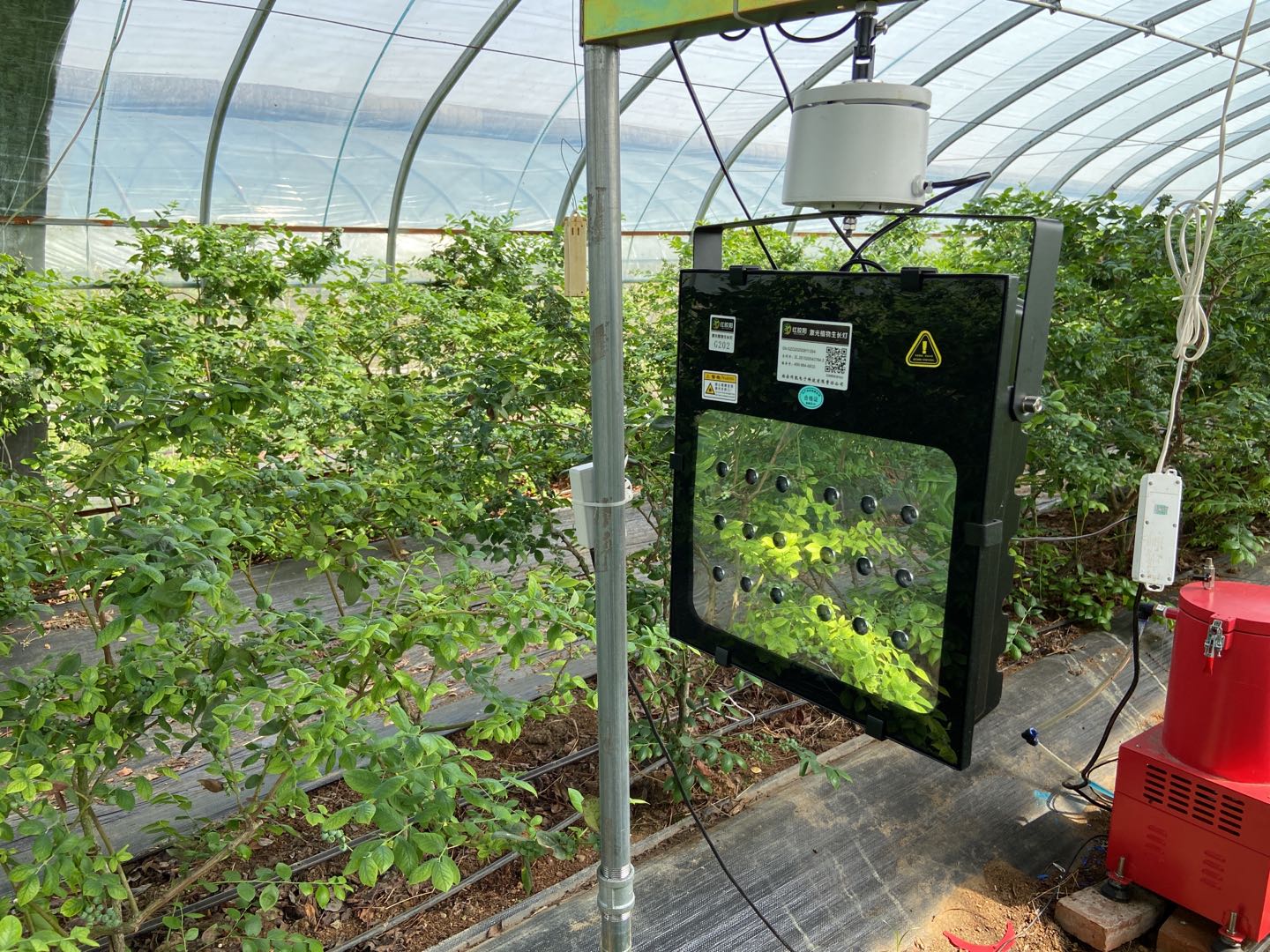 蓝莓有用激光补光灯的没有