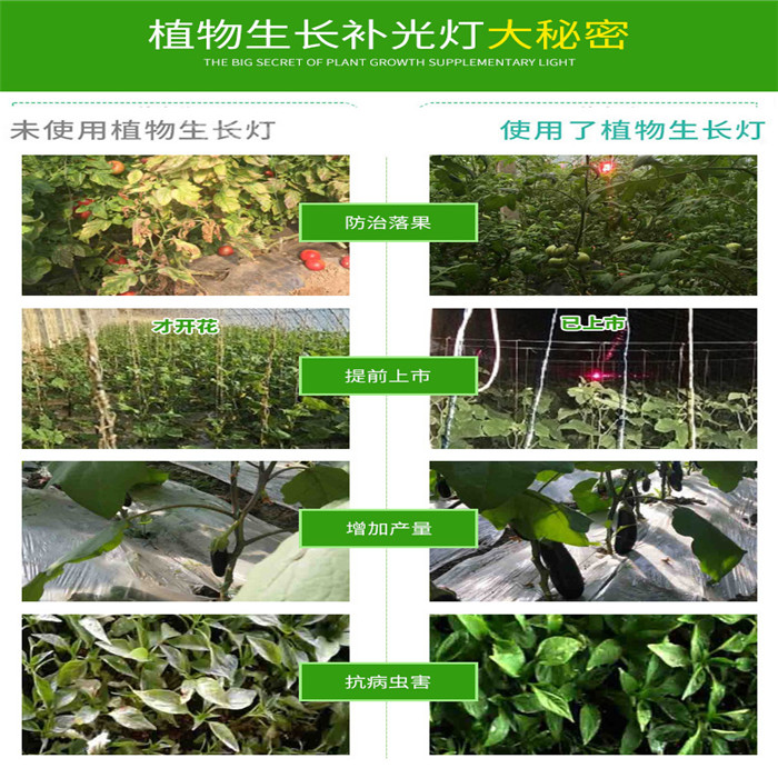 育苗用不用激光补光灯？