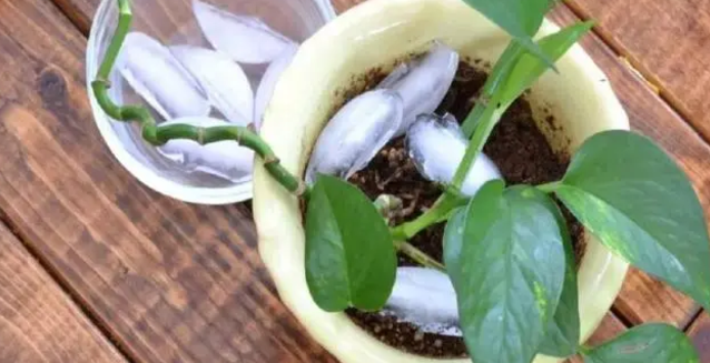 室内养花用什么灯补光最好